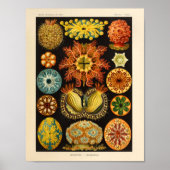  Ascidiae Color Ernst Haeckel Art Print (Voorkant)