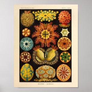  Ascidiae Color Ernst Haeckel Art Print