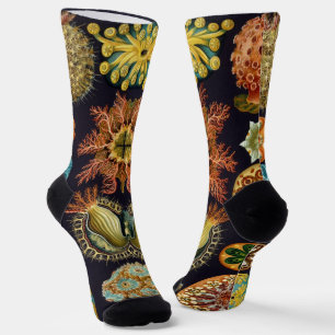 Ascidiae door Ernst Haeckel, Antieke Mariene Diere Sokken