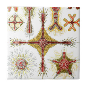 Ascidiae door Ernst Haeckel, Antieke Mariene Diere Tegeltje