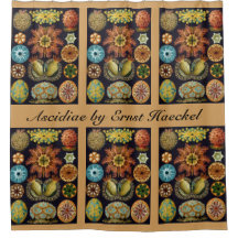 Ascidiae door Ernst Haeckel, Oude Illustraties van