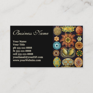 Ascidiae door Ernst Haeckel, Oude Illustraties van Visitekaartje