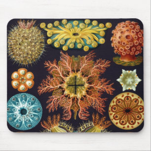 Ascidiae door Ernst Haeckel, Oude Mariene Dieren Muismat