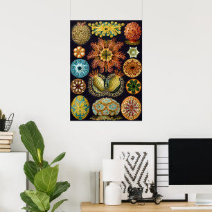 Ascidiae door Ernst Haeckel, Oude Mariene Dieren Poster