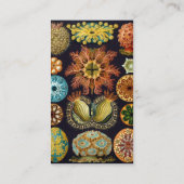 Ascidiae door Ernst Haeckel, Oude Mariene Dieren Visitekaartje (Achterkant)
