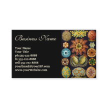 Ascidiae door Ernst Haeckel, Oude Mariene Dieren