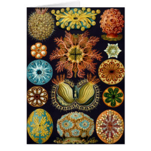 Ascidiae door Ernst Haeckel, Vintage Mariene Diere