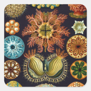 Ascidiae door Ernst Haeckel, Vintage Mariene Diere Vierkante Sticker