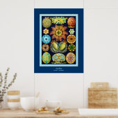 Ascidiae ~ Ernst Haeckel Poster (Keuken)