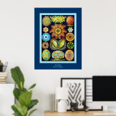 Ascidiae ~ Ernst Haeckel Poster (Thuiskantoor)