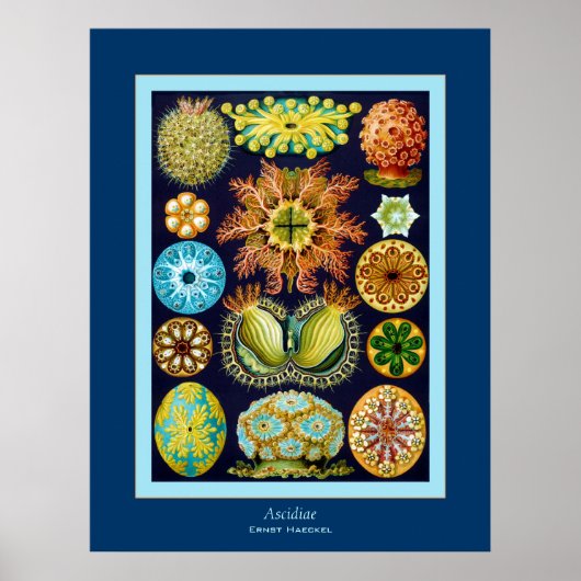 Ascidiae ~ Ernst Haeckel Poster (Voorkant)