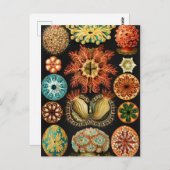 Ascidiae, Seescheiden Marine Life van Ernst Haecke Briefkaart (Voorkant / Achterkant)