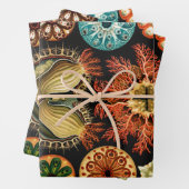 Ascidiae, Seescheiden Marine Life van Ernst Haecke Inpakpapier Vel (In situ)