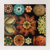 Ascidiae, Seescheiden Marine Life van Ernst Haecke Legpuzzel (Horizontaal)