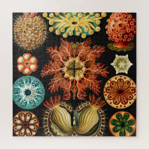 Ascidiae, Seescheiden Marine Life van Ernst Haecke Legpuzzel