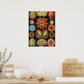 Ascidiae, Seescheiden Marine Life van Ernst Haecke Poster (Keuken)