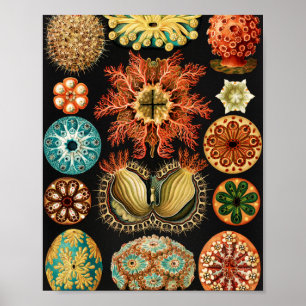 Ascidiae, Seescheiden Marine Life van Ernst Haecke Poster