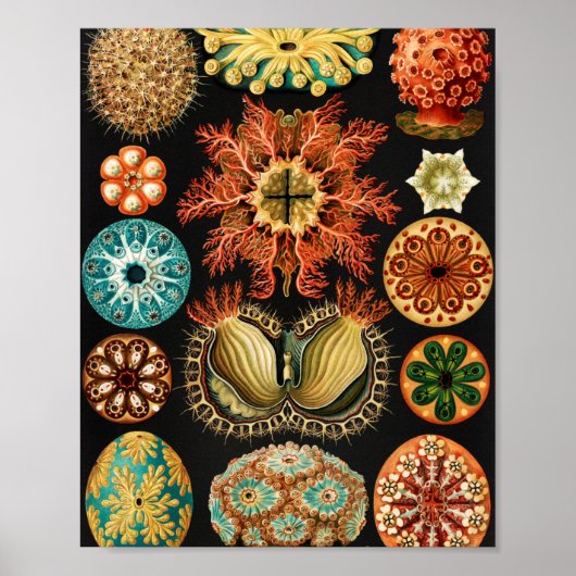 Ascidiae, Seescheiden Marine Life van Ernst Haecke Poster (Voorkant)
