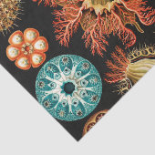 Ascidiae, Seescheiden Marine Life van Ernst Haecke Tissuepapier (Detail)