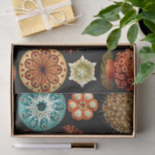 Ascidiae, Seescheiden Marine Life van Ernst Haecke Tissuepapier (Geschenk)