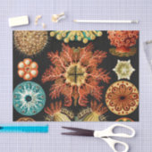 Ascidiae, Seescheiden Marine Life van Ernst Haecke Tissuepapier (Craft)