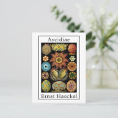Ascidiae van Ernst Haeckel Briefkaart (Staand voorkant)