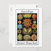 Ascidiae van Ernst Haeckel Briefkaart (Voorkant / Achterkant)