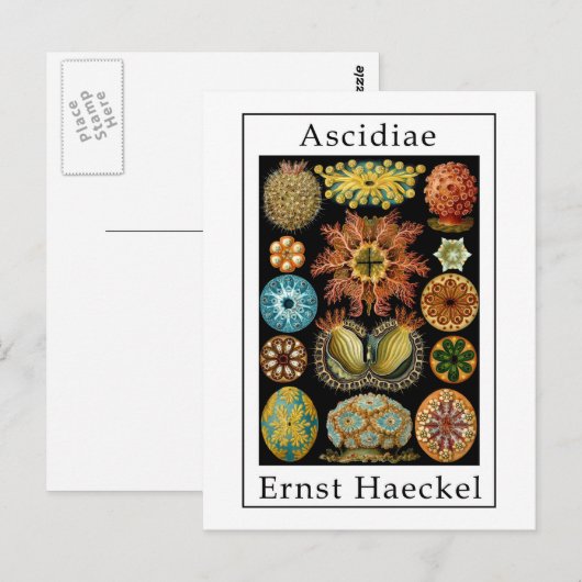 Ascidiae van Ernst Haeckel Briefkaart (Voorkant / Achterkant)