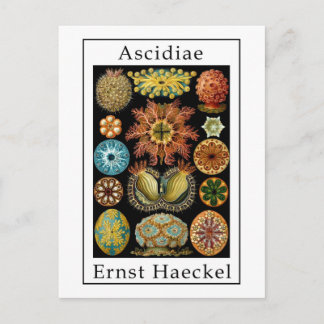 Ascidiae van Ernst Haeckel Briefkaart
