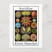 Ascidiae van Ernst Haeckel Briefkaart (Voorkant)