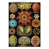 Ascidiae van Ernst Haeckel,  zeedieren (Voorkant)