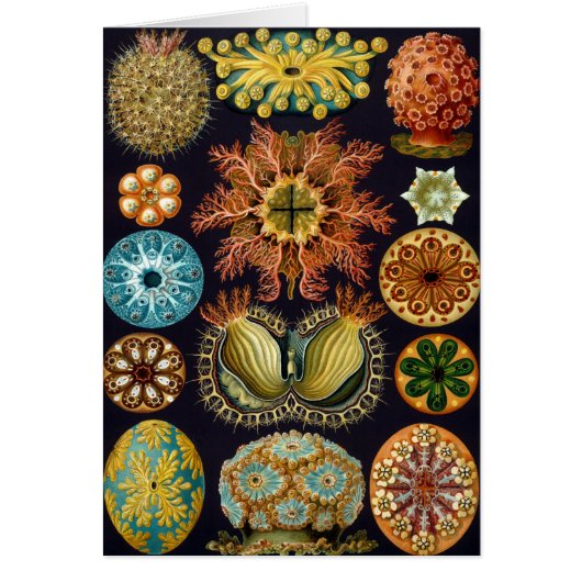 Ascidiae van Ernst Haeckel,  zeedieren (Voorkant)