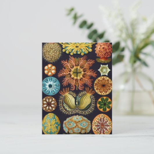 Ascidiae van Ernst Haeckel,  zeedieren Briefkaart (Staand voorkant)