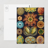 Ascidiae van Ernst Haeckel, zeedieren Briefkaart (Voorkant / Achterkant)