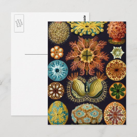 Ascidiae van Ernst Haeckel,  zeedieren Briefkaart (Voorkant / Achterkant)