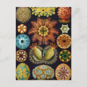 Ascidiae van Ernst Haeckel,  zeedieren Briefkaart (Voorkant)