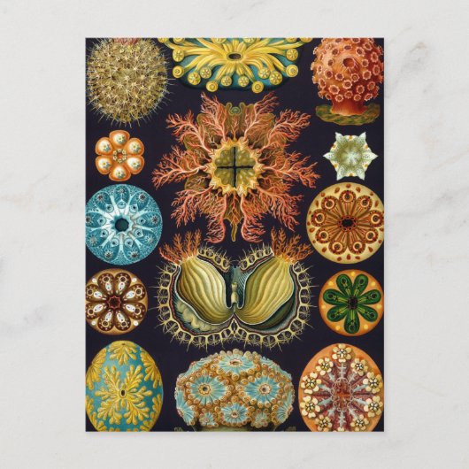 Ascidiae van Ernst Haeckel, zeedieren Briefkaart (Voorkant)