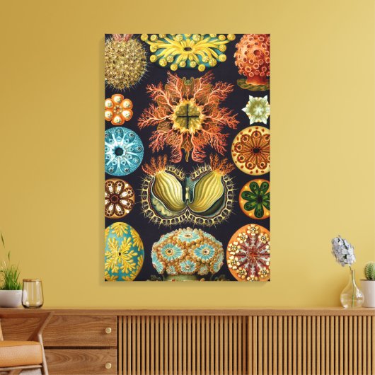 Ascidiae van Ernst Haeckel,  zeedieren Canvas Afdruk (Insitu (Woonkamer))