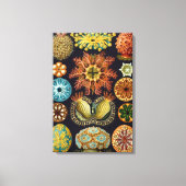 Ascidiae van Ernst Haeckel,  zeedieren Canvas Afdruk (Voorkant)