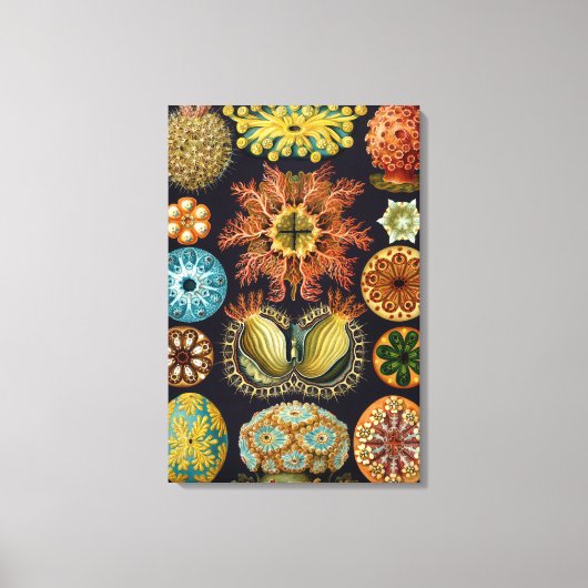 Ascidiae van Ernst Haeckel,  zeedieren Canvas Afdruk (Voorkant)