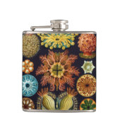 Ascidiae van Ernst Haeckel,  zeedieren Heupfles (Voorkant)