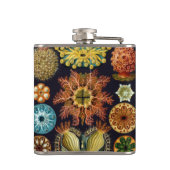 Ascidiae van Ernst Haeckel,  zeedieren Heupfles (Achterkant)