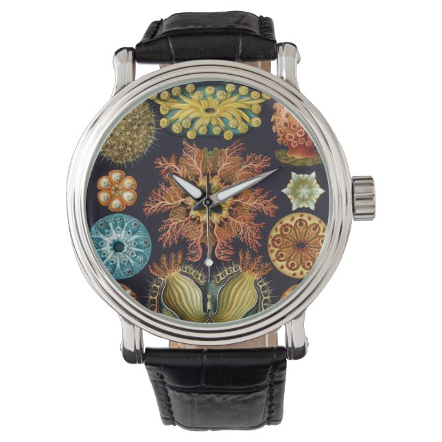 Ascidiae van Ernst Haeckel,  zeedieren Horloge (Voorkant)