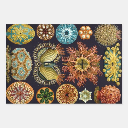Ascidiae van Ernst Haeckel,  zeedieren Inpakpapier Vel (Voorkant 3)