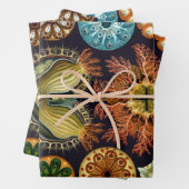 Ascidiae van Ernst Haeckel,  zeedieren Inpakpapier Vel (In situ)