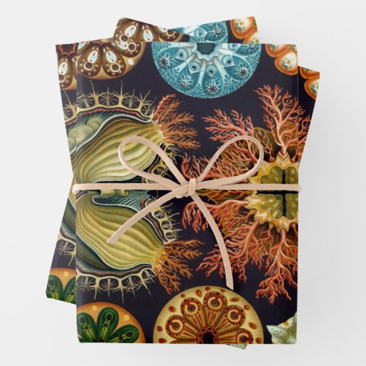 Ascidiae van Ernst Haeckel,  zeedieren Inpakpapier Vel (In situ)
