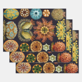 Ascidiae van Ernst Haeckel, zeedieren Inpakpapier Vel