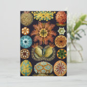 Ascidiae van Ernst Haeckel,  zeedieren Kaart (Staand voorkant)