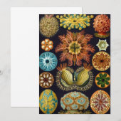 Ascidiae van Ernst Haeckel,  zeedieren Kaart (Voorkant / Achterkant)