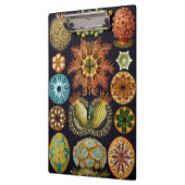 Ascidiae van Ernst Haeckel,  zeedieren Klembord (Links)